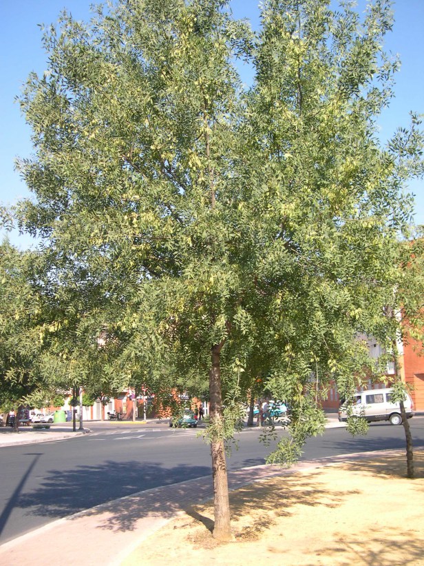 fraxinus-excelsior-119-3