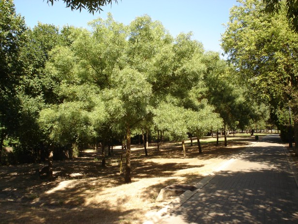 fraxinus-excelsior-parque-del-alamillo-jun-2011-030