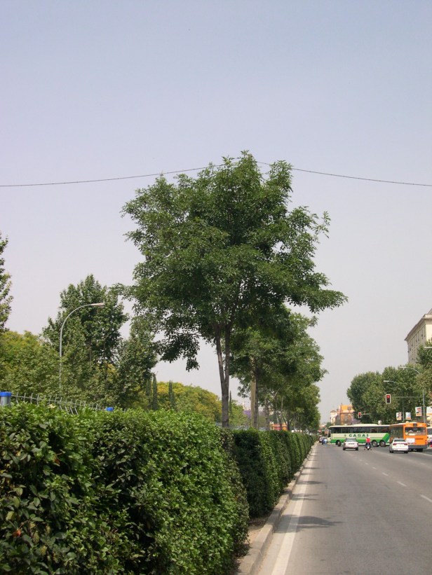 fraxinus-ornus-120-2