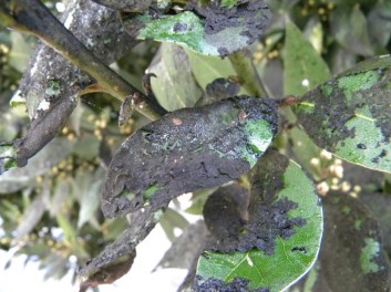 fumagina-o-negrilla-o