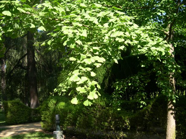 ginkgo-biloba-detalle-121-2-c