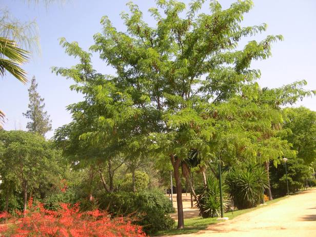 gleditzia-triacanrhus-mutis122-4