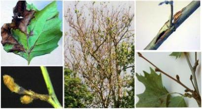 gnomonia-verde-gnomonia