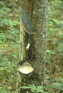 hevea-brasiliensis-a