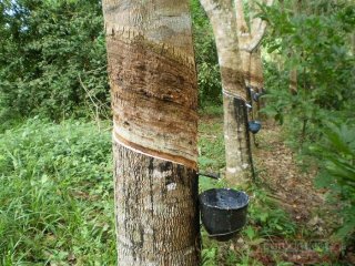 hevea-brasiliensis-b