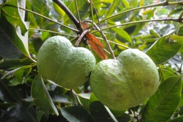 hevea-brasiliensis-c