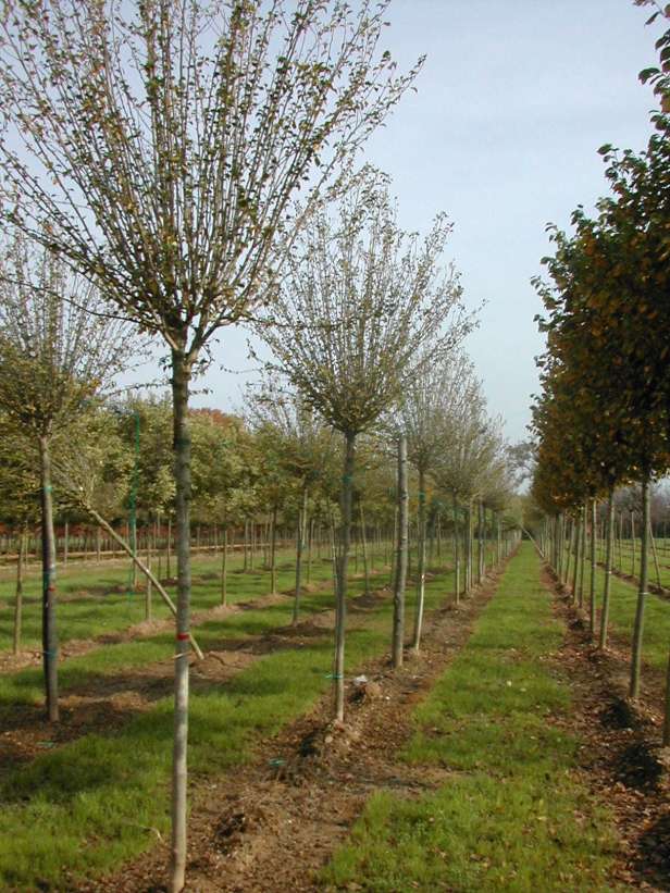 hibiscus-syriacus-en-arbol-127-1