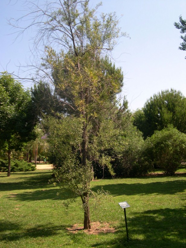 hippophae-rhamnoides-128-1