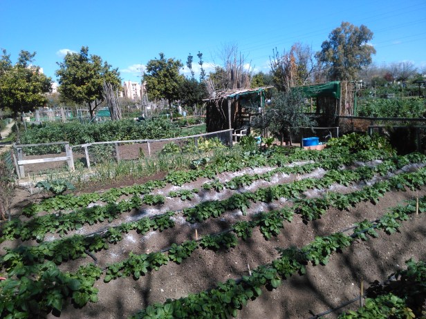 huertos-parque-miraflores-12-marzo-16-040