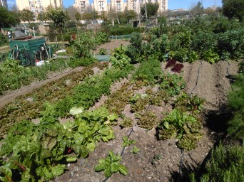 huertos-parque-miraflores-12-marzo-16-045