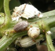 icerya-purchasirodolia_ceraplastes_icerya_low_res_1_thumbnail