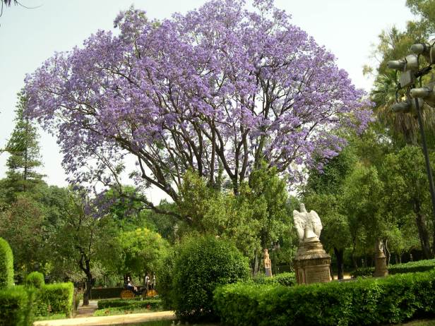 jacaranda-mimosaefolia-plaza-de-america-130-5-c
