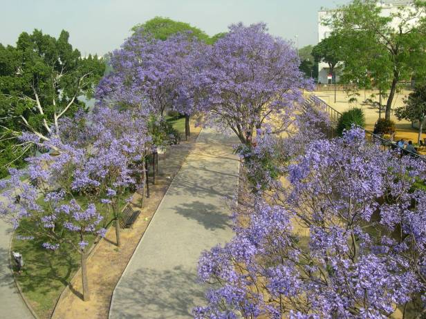 jacarandas-chapina-026