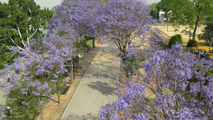 jacarandas-chapina-026