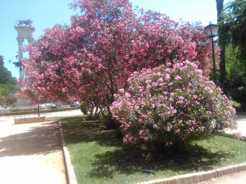 jardines-de-catalina-de-ribera-julio-2016-088