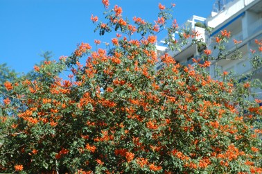 jardines-de-chapina-tecomaria-b