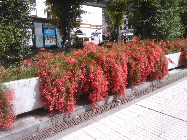 jardines-de-cristina-106