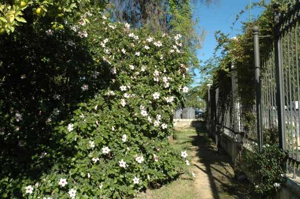 jardines-de-las-delicias-hibiscus-arnottianus
