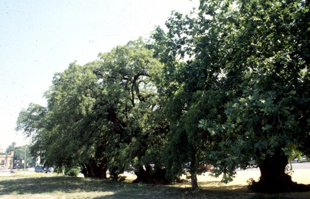 jardines-de-las-delicias-phytolaca-dioica-pab-guatemala