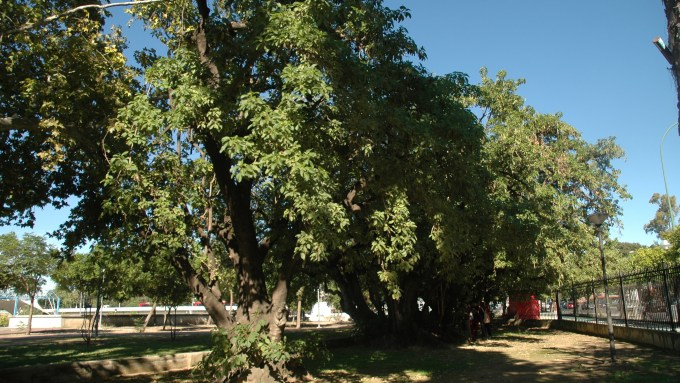 jardines-de-las-delicias-phytolacca-dioica-guatemala