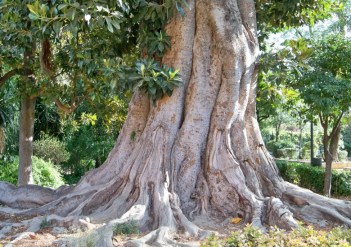 jardines-de-murillo-c3a1rbol-de-las-lianas