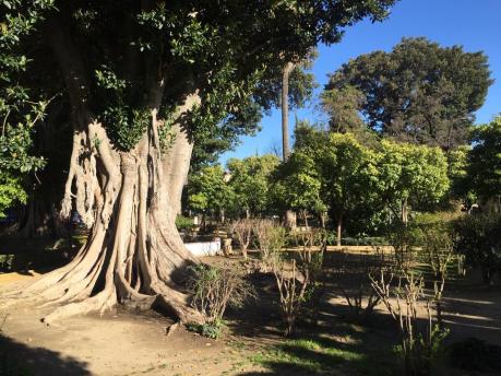 jardines-de-murillo-ficus