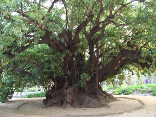 Jardines-de-San-Telmo-Phytolacca-dioica