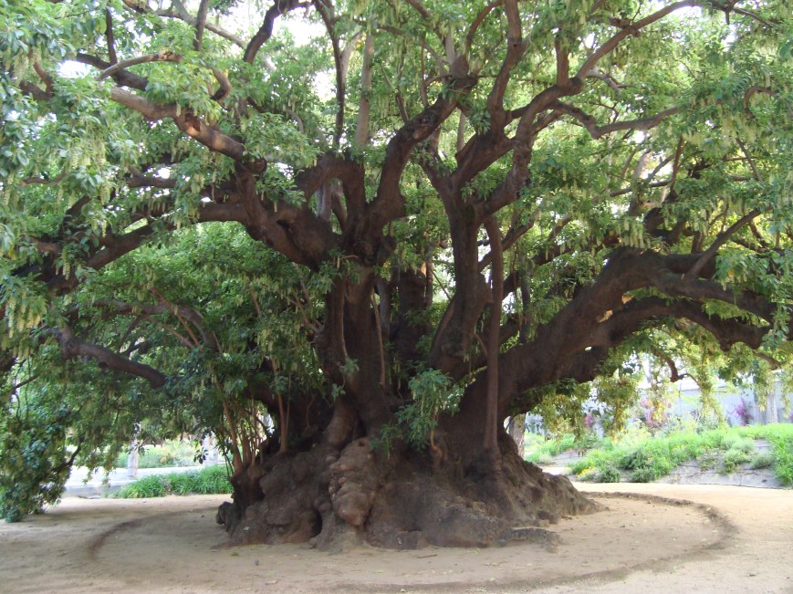 jardines-de-san-telmo-xsphytolacca-dioica