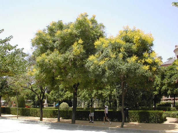 Nombre de archivo : DSCN0202.JPG Tamaño de archivo : 649.1 KB (664628 Bytes) Fecha de entrega : 2002/06/01 13:24:02 Tamaño de imagen : 1600 x 1200 píxeles Resolución : 300 x 300 ppp Profundidad del color : 8 bits/canal Atributo Protección : Desactivado Atributo Ocultar : Desactivado ID de la cámara : N/A Cámara : E775 Modo Calidad : FINO Modo Medición : Multipatrón Modo Exposición : Automático Programado Speed Light : No Distancia Focal : 6.2 mm Velocidad del disparador : 1/112.6 segundo Abertura : F8.1 Compensación de exposición : 0 EV Balance del blanco fijo : Automático Objetivo : Incorporado Modo de sincronización del flash : Reducción de ojos rojos Diferencia de exposición : N/A Programa Flexible : N/A Sensibilidad : Auto Nitidez : Automático Tipo de imagen : Color Modo de color : N/A Ajuste de tono : N/A Control de saturación : N/A Compensación de tono : Normal Latitud (GPS) : N/A Longitud (GPS) : N/A Altitud (GPS) : N/A