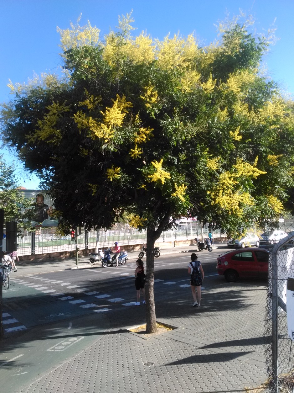 naranjo-citrus-aurantium-junio-2016-071