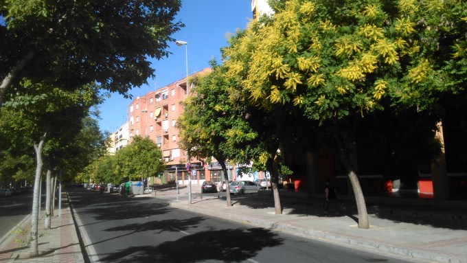 koelreuteria-paniculata-sevilla-junio-2016-095