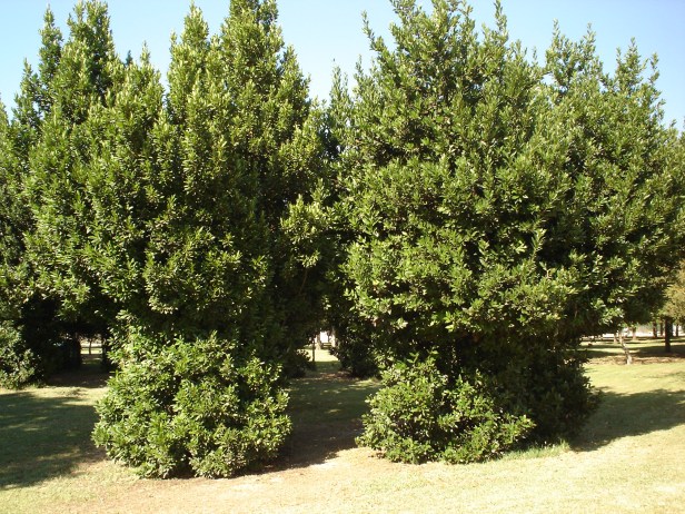 laurus-nobilis-parque-del-alamillo-jun-2011-051