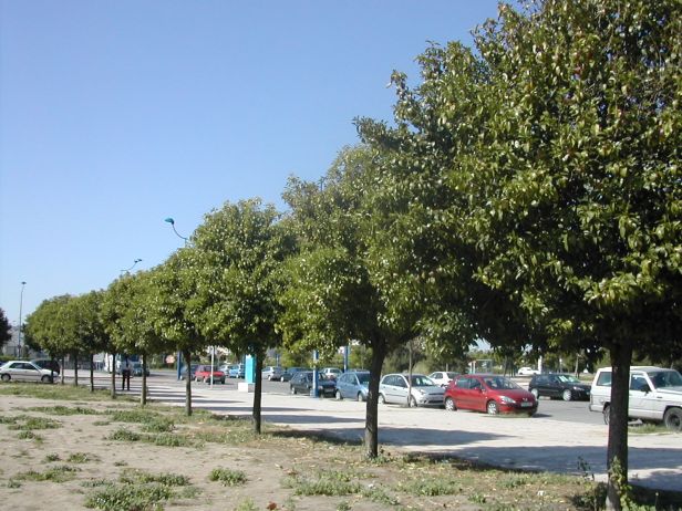 ligustrum-japonicum-140-2-c