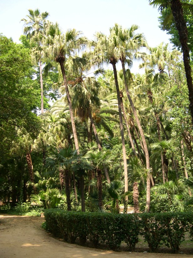 livistona-chinensis-grupo-087