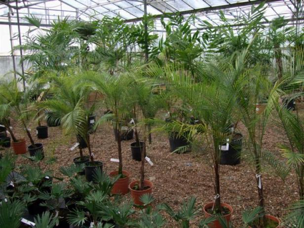 lytocaryum-weddellianum