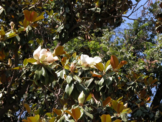 Nombre de archivo : DSCN0018.JPG Tamaño de archivo : 1.5 MB (1531612 Bytes) Fecha de entrega : 2003/05/17 15:48:51 Tamaño de imagen : 2560 x 1920 píxeles Resolución : 300 x 300 ppp Profundidad del color : 8 bits/canal Atributo Protección : Desactivado Atributo Ocultar : Desactivado ID de la cámara : N/A Cámara : E5700 Modo Calidad : N/A Modo Medición : Multipatrón Modo Exposición : Automático Programado Speed Light : Sí Distancia Focal : 41.1 mm Velocidad del disparador : 1/251.1 segundo Abertura : F5.0 Compensación de exposición : 0 EV Balance del blanco fijo : N/A Objetivo : N/A Modo de sincronización del flash : N/A Diferencia de exposición : N/A Programa Flexible : N/A Sensibilidad : N/A Nitidez : N/A Tipo de imagen : Color Modo de color : N/A Ajuste de tono : N/A Control de saturación : N/A Compensación de tono : N/A Latitud (GPS) : N/A Longitud (GPS) : N/A Altitud (GPS) : N/A