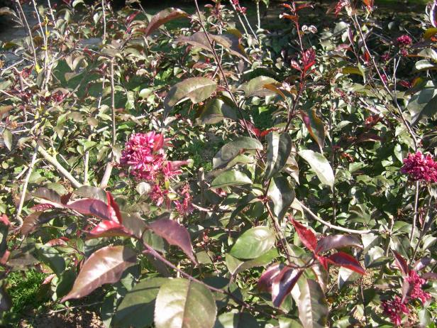 malus-communis-var-atropurpurea-flor-149-2-c