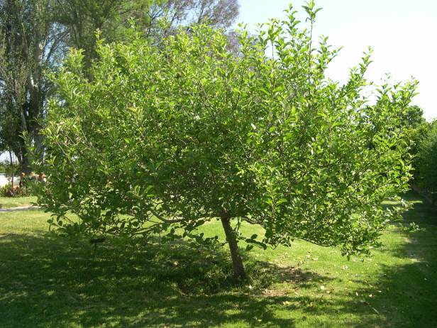 malus-sylvestris-148-1-c