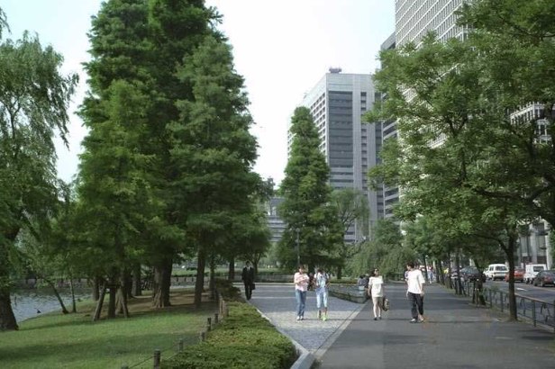 metasequoia-glypsostroboides-tokyo