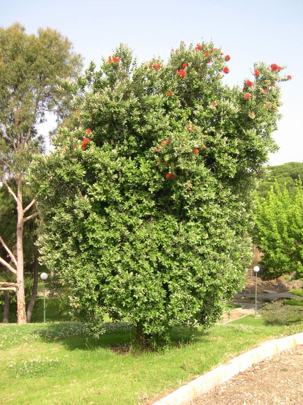 metrosideros-excelsus-152-1