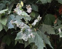 microsphaeraplatanus-erysiphe-platani3-g