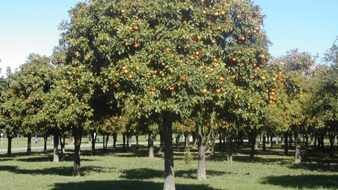 naranjo-citrus-aurantium-parque-del-alamillo
