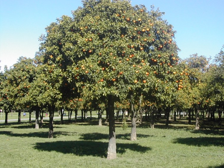 naranjo-citrus-aurantium-parque-del-alamillo