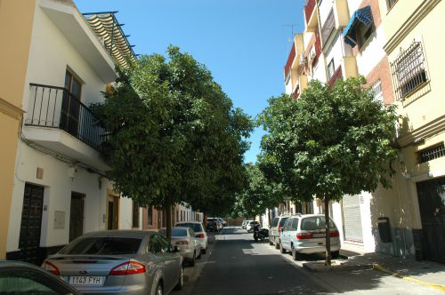 naranjos-en-nervion-julio-2016-063