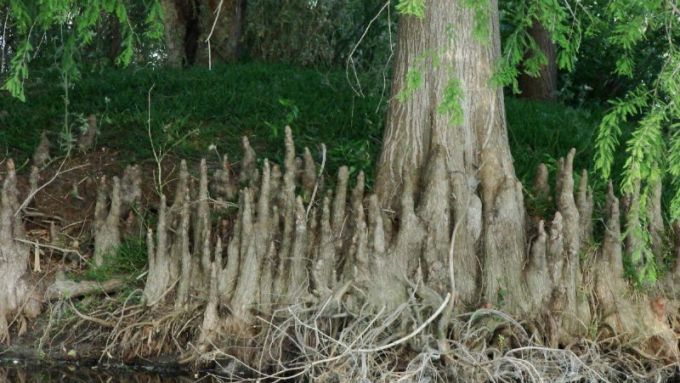 neumatoforos-taxodium-distichum-o-cipres-de-los-pantanos