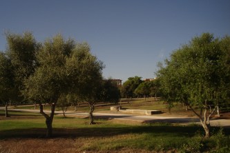 nous-parcs-parque-del-tamarguillo-acebuches-012