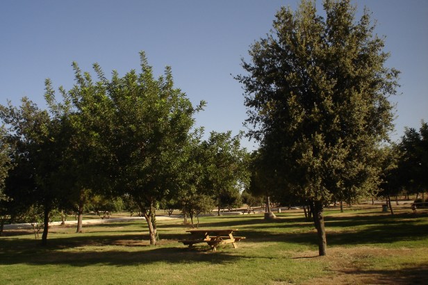 nous-parcs-parque-del-tamarguillo-encinas-y-algarrobos-036-2