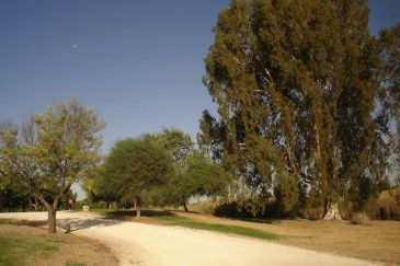 nous-parcs-parque-del-tamarguillo-eucalipto-017-2