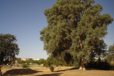 nous-parcs-parque-del-tamarguillo-eucalipto-026-2