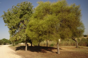 nous-parcs-parque-del-tamarguillo-mimosas-013-2